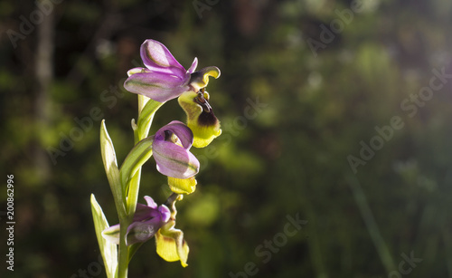 Beautiful wild rare orchid Ophrys gr. scolopax also known as the woodcock bee-orchid photo