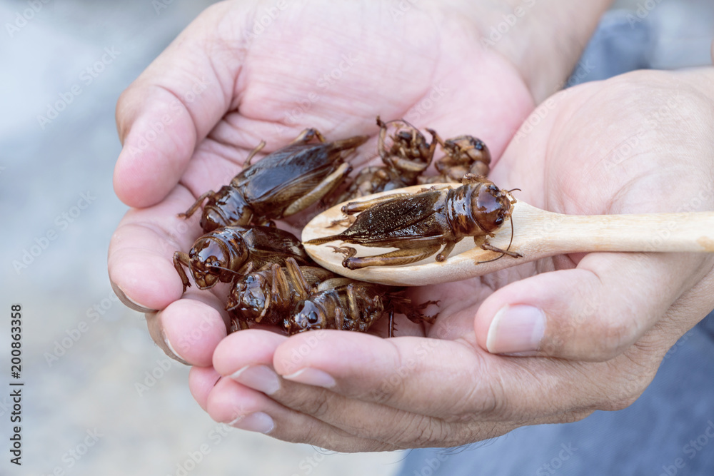 Insects and wooden spoon in male hand. The concept of protein food sources from insects.