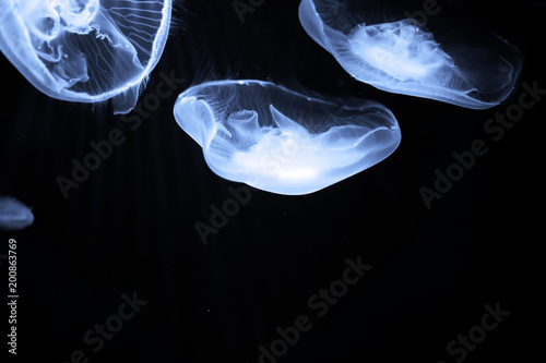 Blue jellyfish swim under water