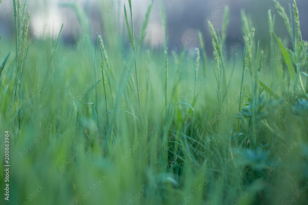 juicy green grass on a sunny day juicy green grass on a sunny day