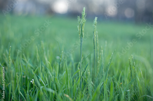 Background image with luscious green grass on a sunny day.