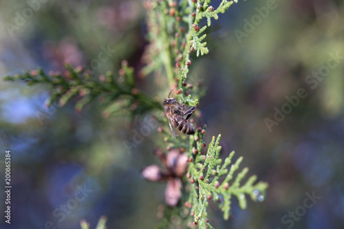 Macro of honey bee on green flower. Macro of honey bee (Apis) feeding on flower