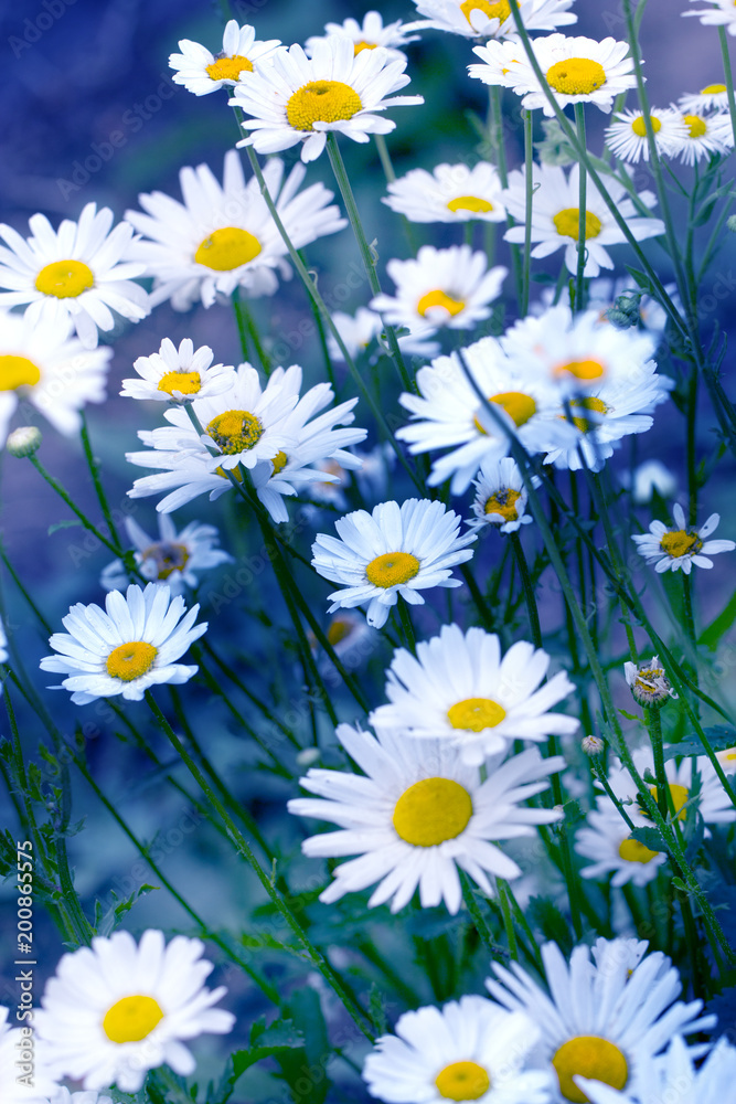 Fototapeta premium Chamomile field flowers border. Beautiful nature scene with blooming medical chamomilles