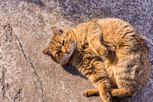 fat striped cat close-ups greets in spring in rays of the evening sun. Copy space is an inscription. © Сергей Кучугурный