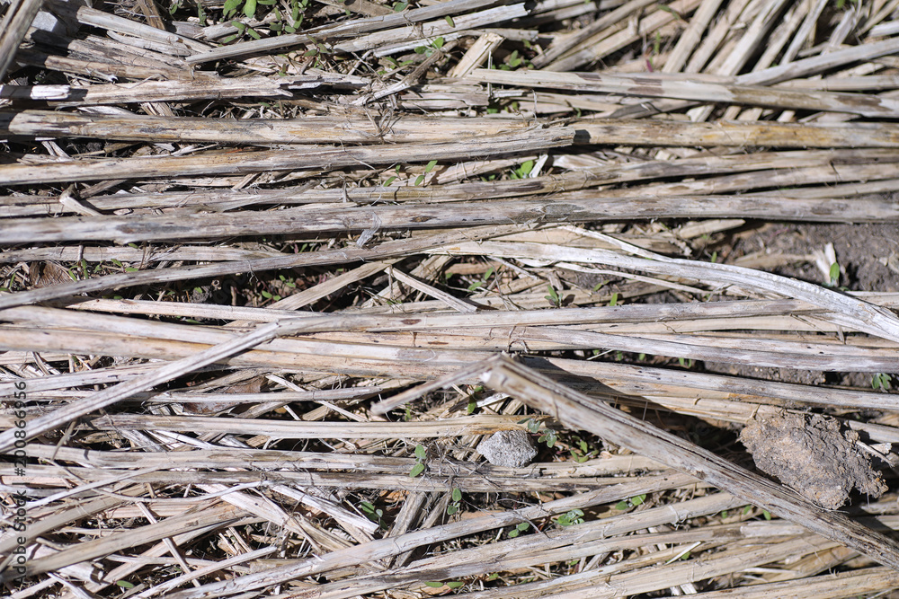 The background of old wood and straw. Texture background of gray The background of old wood and straw. Texture background of gray