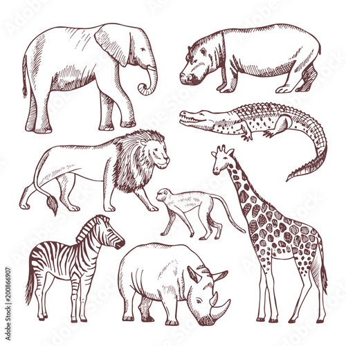 Different animals of savana and africa