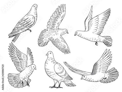 Illustrations set of pigeons. Hand drawn pictures of birds isolate on white