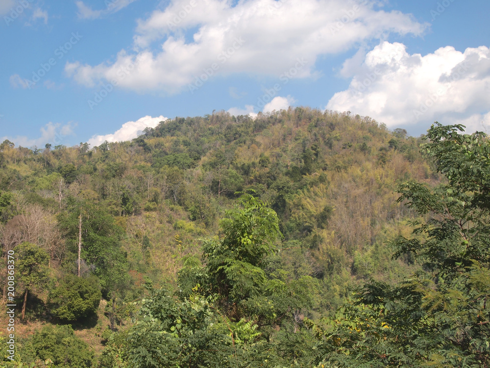 Naklejka premium Green tree forest