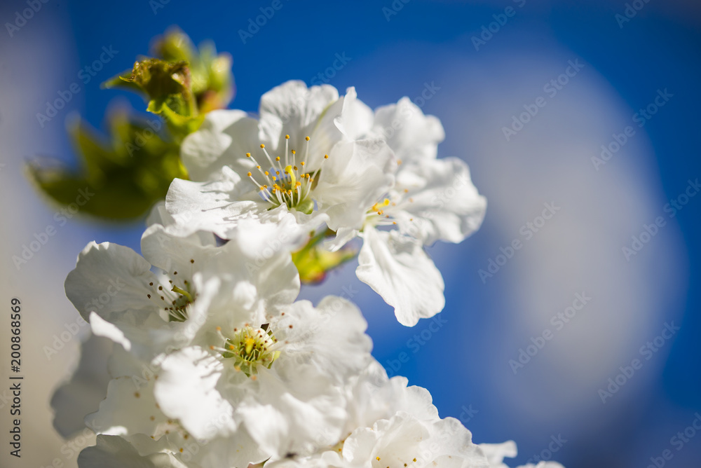 Obraz premium Blossoming cherry