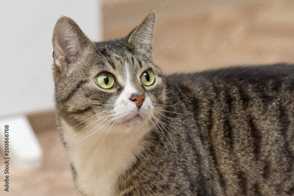 Gray cat with dark strips, white breast and large round green ey