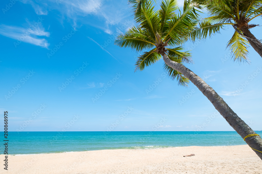 Landscape of coconut palm tree on tropical beach in summer. Summer background concept.