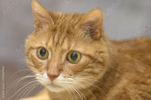 Fluffy red cat looks at the camera with big green eyes