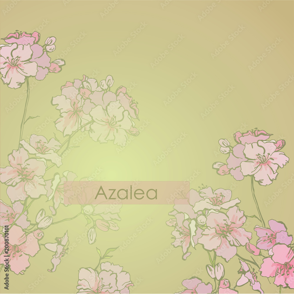 Spring flowering azalea. Flowering of pink azaleas in Korea. Lush inflorescences of azalea. Garden flowers in bloom.

