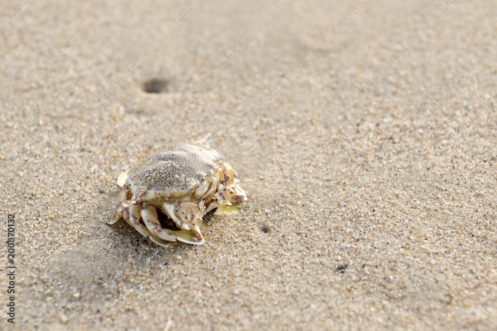 A crab that walks on the beach, the seafront, the morning A crab that walks on the beach, the seafront, the morning