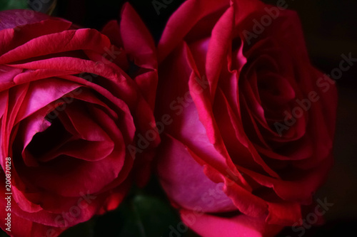 two lush bright pink roses closeup on dark background
