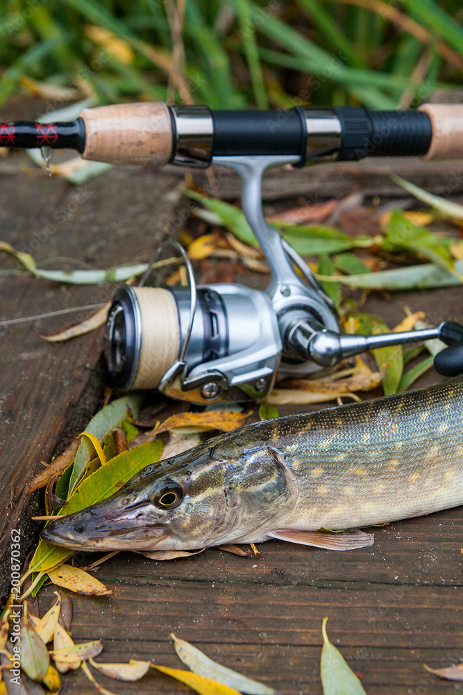 Freshwater pike and fishing equipment lies on wooden background with yellow leaves.. Freshwater pike and fishing equipment lies on wooden background with yellow leaves..