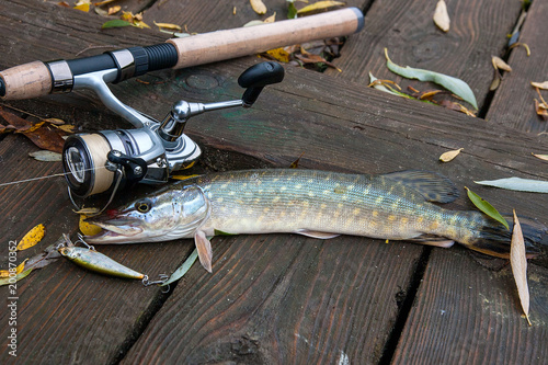 Freshwater pike with fishing bait in mouth and fishing equipment lies on wooden background..
