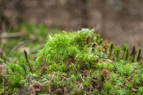 Closeup of moss in the forest