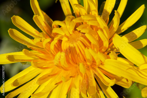 Fototapeta Naklejka Na Ścianę i Meble -  Close-up of the composite flower head of a Dandelion