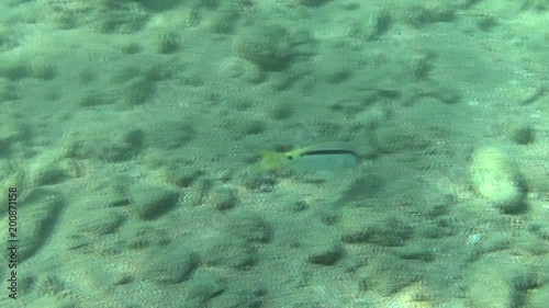 forsskals goatfish dahab photo