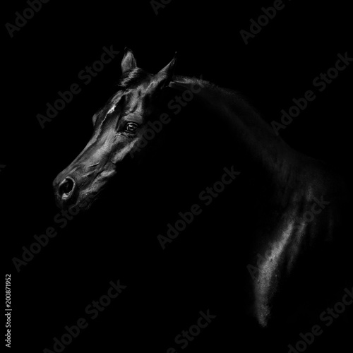 Silhouette of a black arabian horse isolated on black background