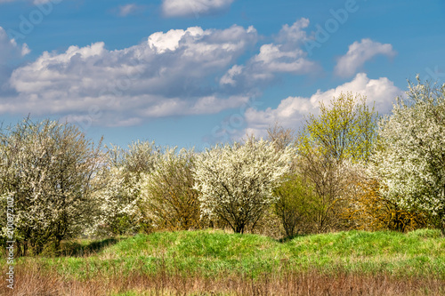Spring landscape with flowering bushes