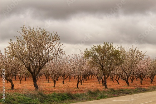 Almond trees in bloom under gray sky