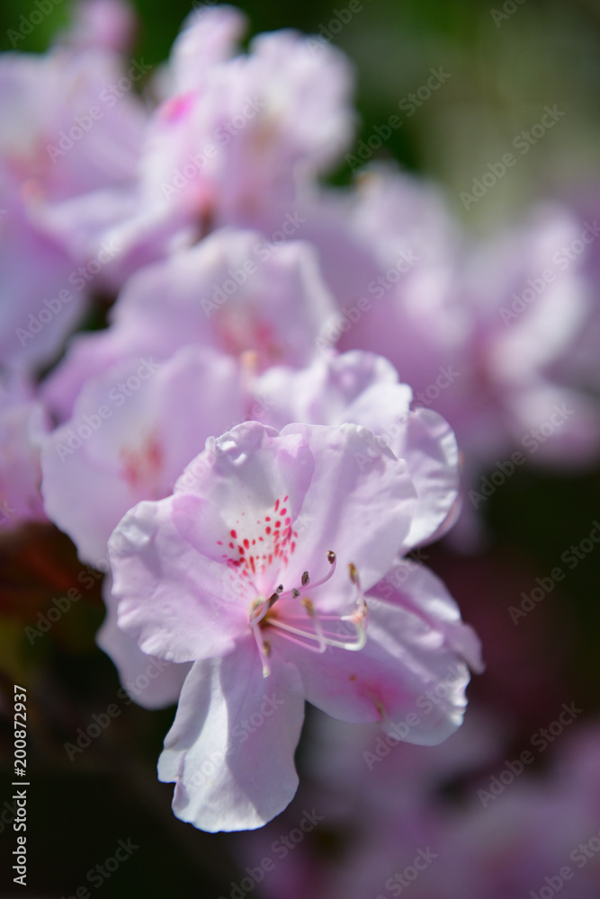 azalea azalea