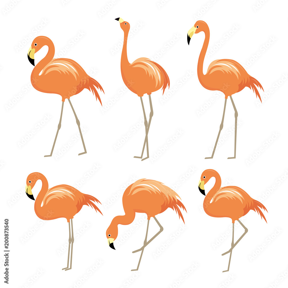 Fototapeta premium Pink flamingo Animal Bird Cartoon Character Vector Illustration