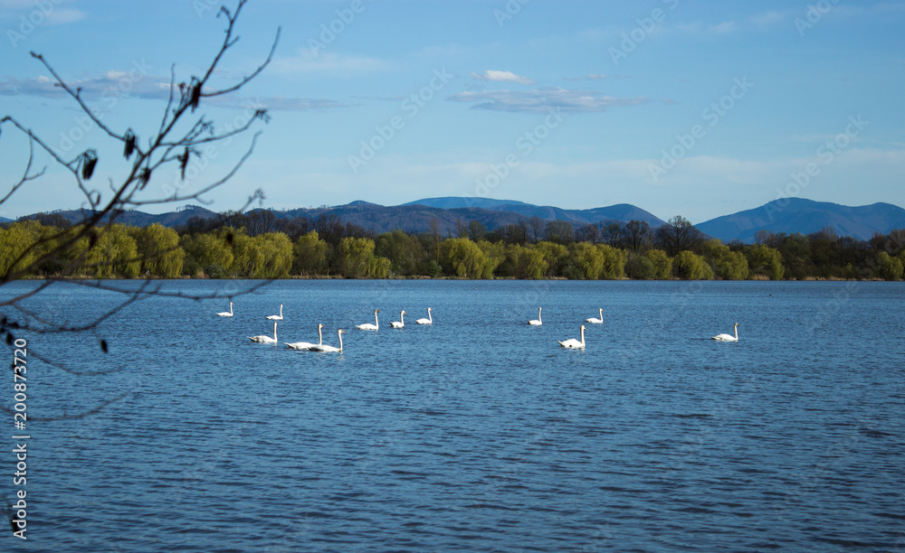 Swans on the lake - background mountains (2)