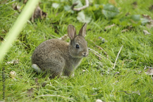 Young curious rabbit on campsite in Lake District