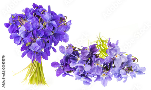 Fototapeta Naklejka Na Ścianę i Meble -  spring violets flowers isolated on white