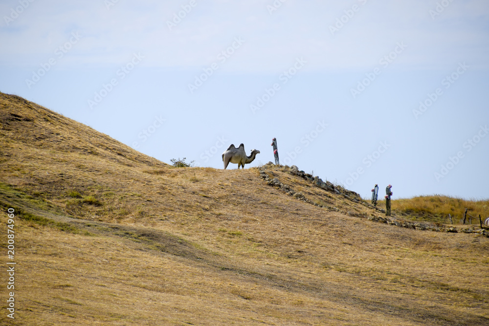 Obraz premium A camel on a hill with dry grass.