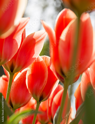 Beautiful colorful tulips  close-up.