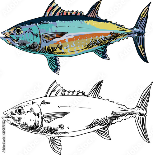 Tuna fish isolated on white background.