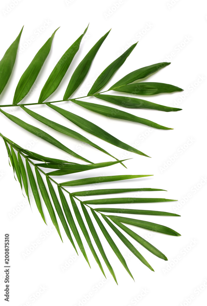 palm leaves palm leaves