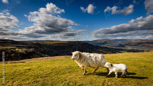 Brecon Beacons Sheep and Lamb close up at the Welsh Countryside in Wales