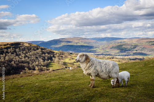 Brecon Beacons Sheep and Lamb close up at the Welsh Countryside in Wales