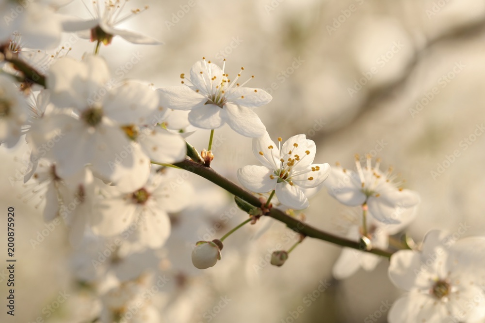 Spring flowers blooming on a tree Spring flowers blooming on a tree