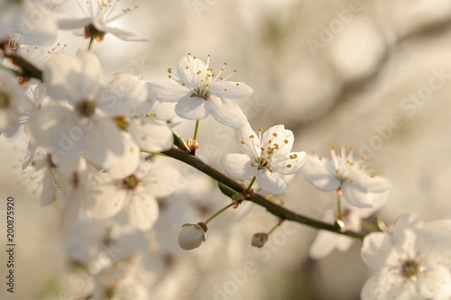 Spring flowers blooming on a tree