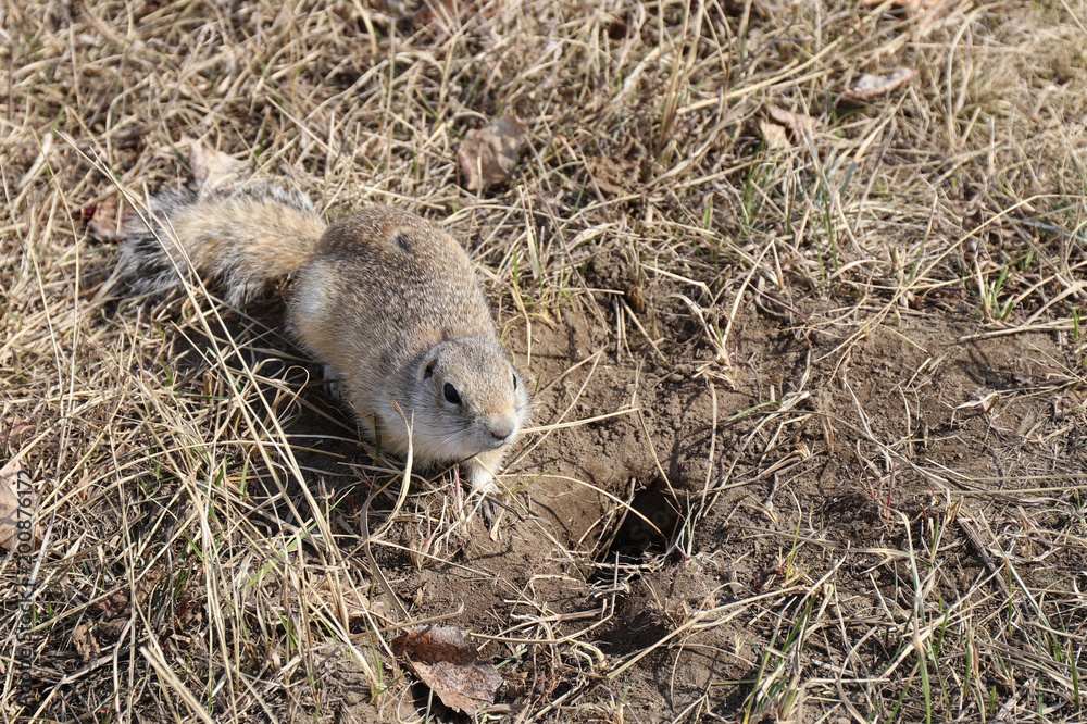 Obraz premium A hungry gopher in the spring by the burrows