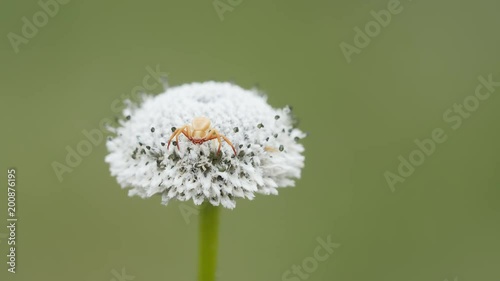 4K Whitebanded Crab Spider (Misumenoides formosipes) on Pineland Bogbutton 2 photo