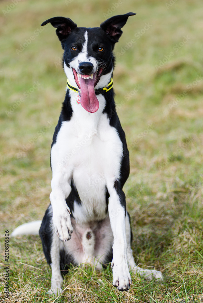 Black & White dog pulling a crazy scary type face with his tongue out
