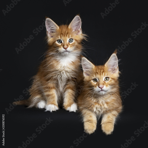 Duo / two red tabby with white Maine Coon cats / kittens sitting and laying together while looking straight in camera isolated on black background