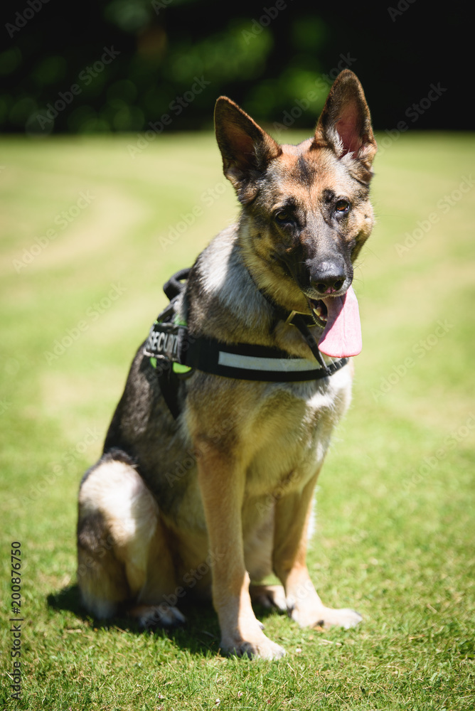 German shepherd Security Dog in Training