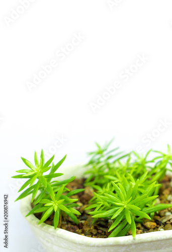Fototapeta Naklejka Na Ścianę i Meble -  Succulent plant stonecrop, fresh leaves detail of sedum Angelina