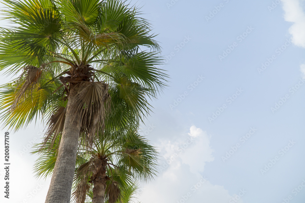 Sugar palm tree green and beautiful in garden nature Sugar palm tree green and beautiful in garden nature