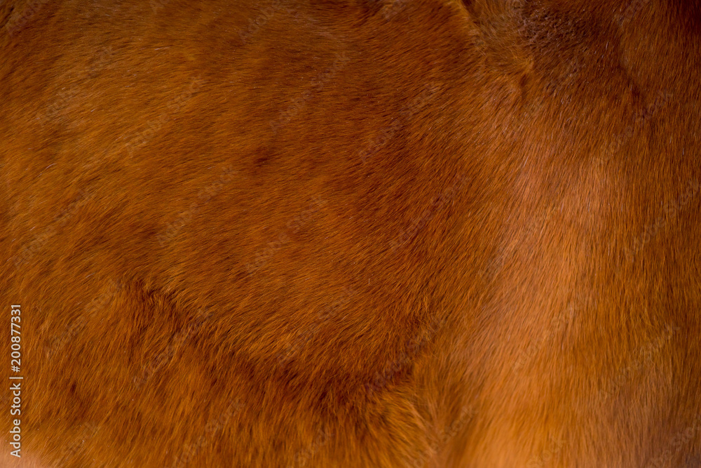 Portrait of a horse Portrait of a horse