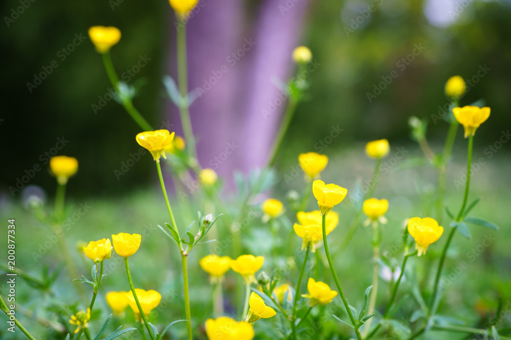 Obraz premium Spring beautiful daisy flower with blurry background with white and yellow color in Paris park during spring season.