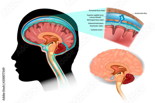 Diagram Illustrating Cerebrospinal Fluid (CSF) in the Brain Central Nervous System. Brain structure